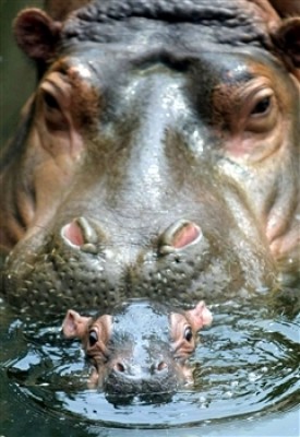 hippopup_1.jpg