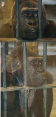 KINGKONG.jpg
